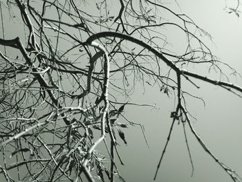 Low angle view of bare tree against sky