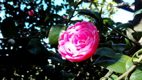 Close-up of pink flowers blooming outdoors