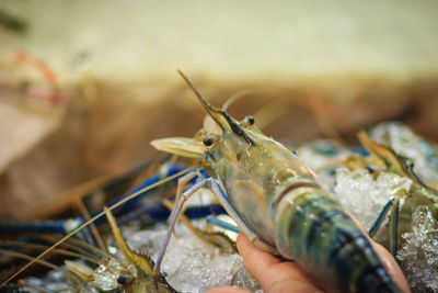 Close-up of hand feeding fish