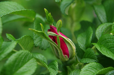 Close-up of red flower bud