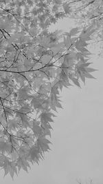 Low angle view of maple leaves against sky