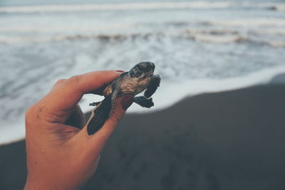 Close-up of hand holding turtle at beach