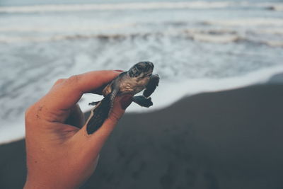 Close-up of hand holding lizard on beach