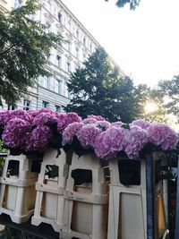 Low angle view of flowers