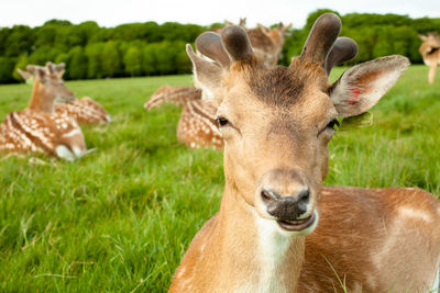 Deer in a field