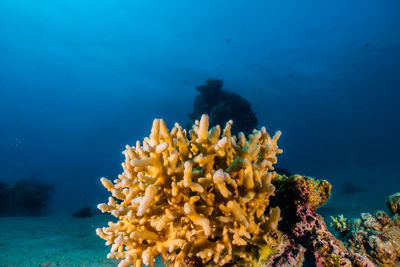 Coral reefs and water plants in the red sea a.e