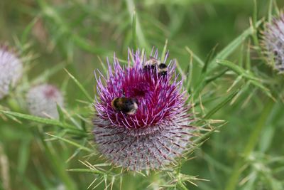 Close-up of honey bee on thistle