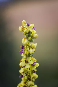 Close-up of fresh purple flower buds