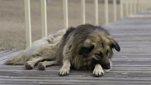 Close-up of a dog sleeping on boardwalk