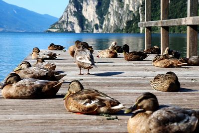 Pigeons on a lake