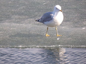 Seagull perching on a sea