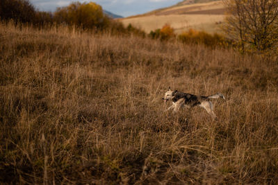 The dog running on the grass in the mountains