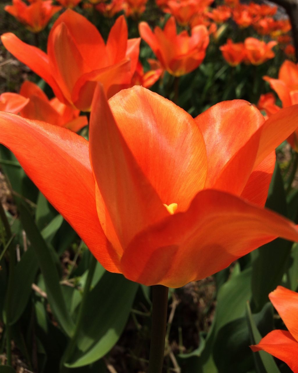 flower, petal, freshness, flower head, fragility, red, growth, beauty in nature, blooming, orange color, nature, plant, close-up, focus on foreground, in bloom, leaf, park - man made space, field, blossom, day