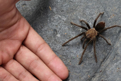 Close-up of hand feeding