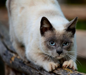 Close-up portrait of a cat