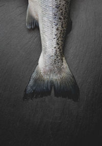 High angle view of the tail of a fish