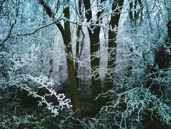 Bare trees in forest