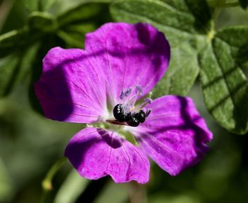 Close-up of purple pollinating flower