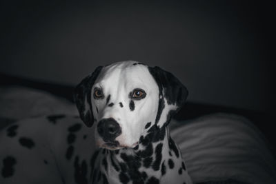 Close-up portrait of dog