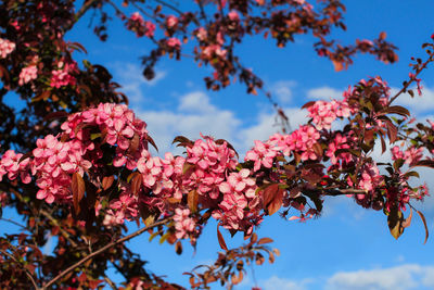 Low angle view of cherry blossoms against sky