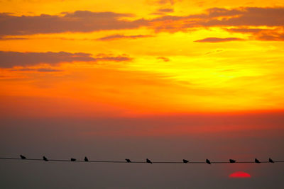 Low angle view of birds perching on orange sky
