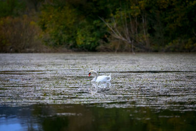 View of seagull swimming in lake