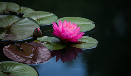 Close-up of pink water lily in lake