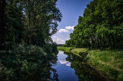 Reflection of trees in water