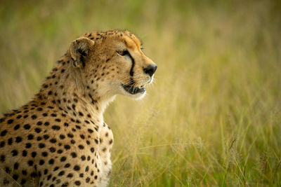 Close-up of cheetah sitting in grass staring