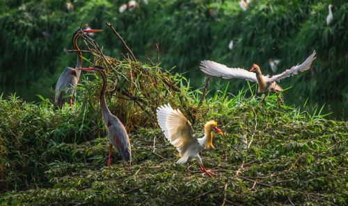 Herons on grassy field