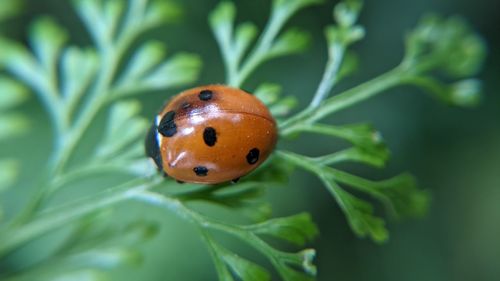 Close-up of ladybug on plant