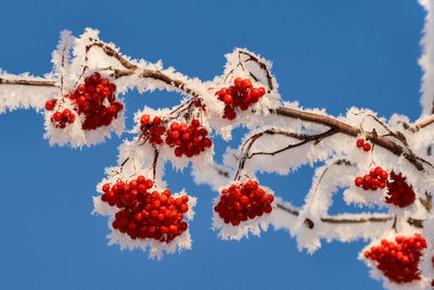 Low angle view of red berries on tree against blue sky