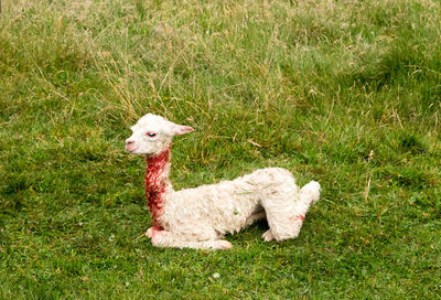 Full length of young llama resting on green field