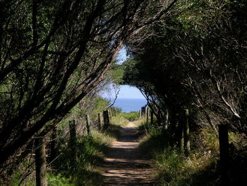 Narrow pathway along trees in forest