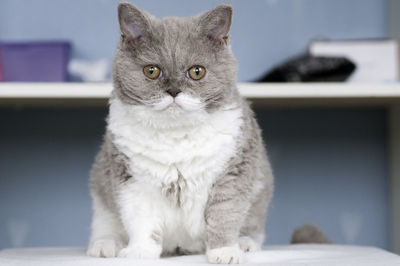 Close-up portrait of selkirk rex on table