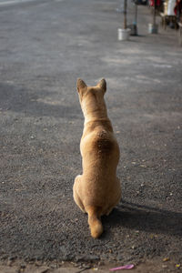 Rear view of a dog on road