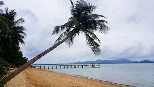 Palm trees on beach against sky
