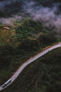 Road along trees