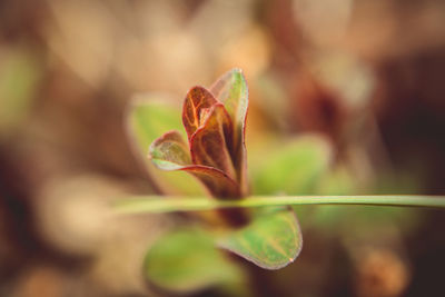 Close-up of flowering plant