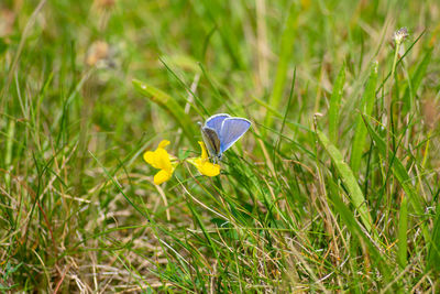 Close-up of yellow flowering plant on land