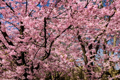 Low angle view of pink cherry blossoms in spring