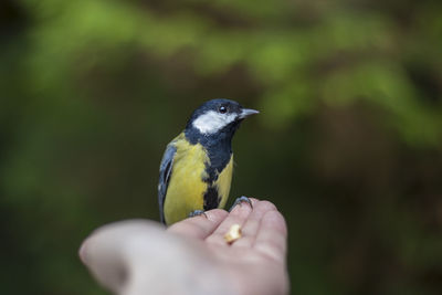 Close-up of hand holding bird