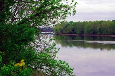Reflection of trees in lake