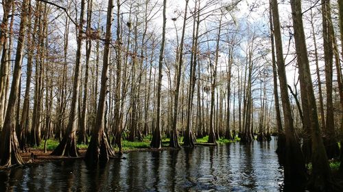 Bare trees in river