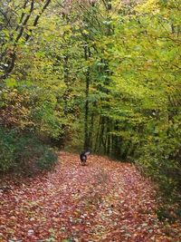 Person on road amidst trees in forest during autumn