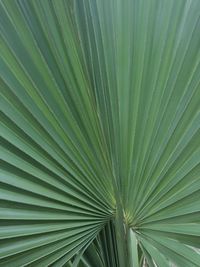 Full frame shot of palm leaf