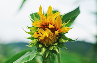 Close-up of yellow flower blooming outdoors