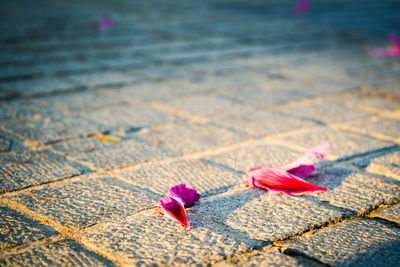 Close-up of pink flowers on footpath