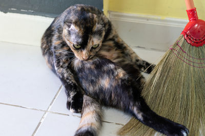 High angle view of kitten relaxing on floor