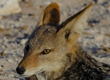 Close-up of the head of a black-backed jackal in etosha, a national park of namibia